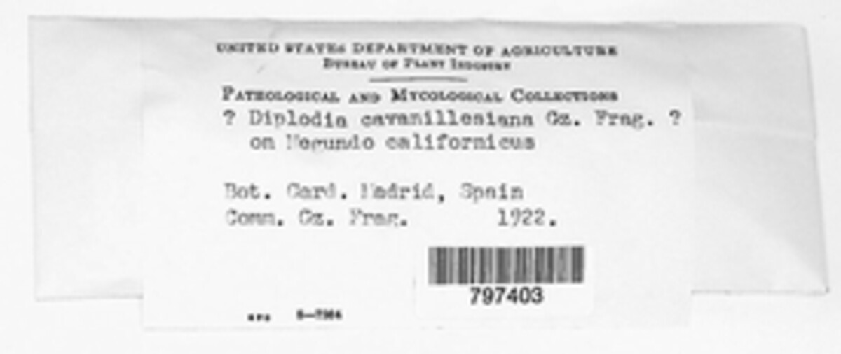 Diplodia cavanillesiana image